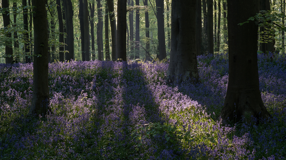 West Woods  Wiltshire Bluebells at Dawn 3